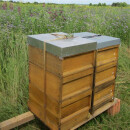 Echte Bienenpatenschaft – klassische Art, den Schutz der...