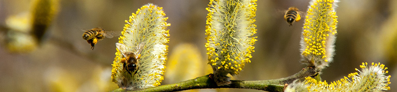 Pollensamlerinnen - Honigbiene - Bienenbrot - Pergaq
