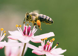 Sommerbienen sammeln Pollen und produzieren Honig