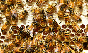 Bienen setzen auf Teamwork und Nahrungsreserve
