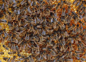 Was machen Bienen im Winter: Muskelzittern erzeugt Wärme