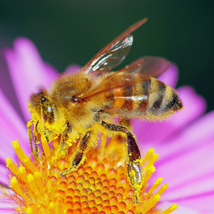 Biene mit Blütenstaub beim sammeln von Blütenüpollen