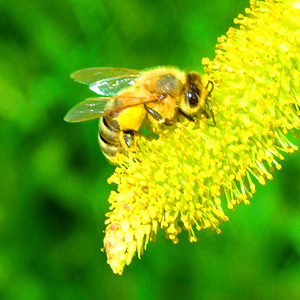 Honigbiene beim sammeln von Blütenpollen auf der Saalweide - Perga