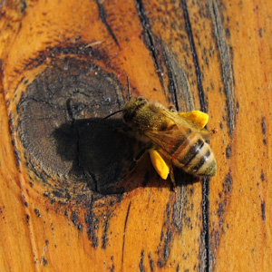 Honigbiene mit vollen Pollenhöschen