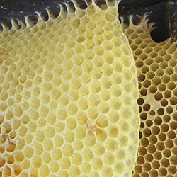 Wabe aus 100 % Bienenwachs - Wabenbau