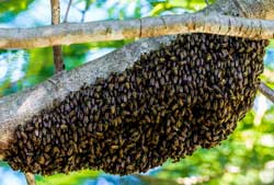 Bienenschwarm gesehen und melden