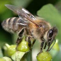 Honigbiene beim Sammeln von Nektar